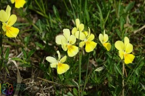 viola lutea calaminaria (1)